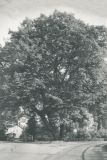 heimatverein-eystrup-108