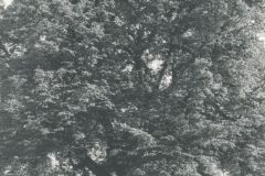 heimatverein-eystrup-108